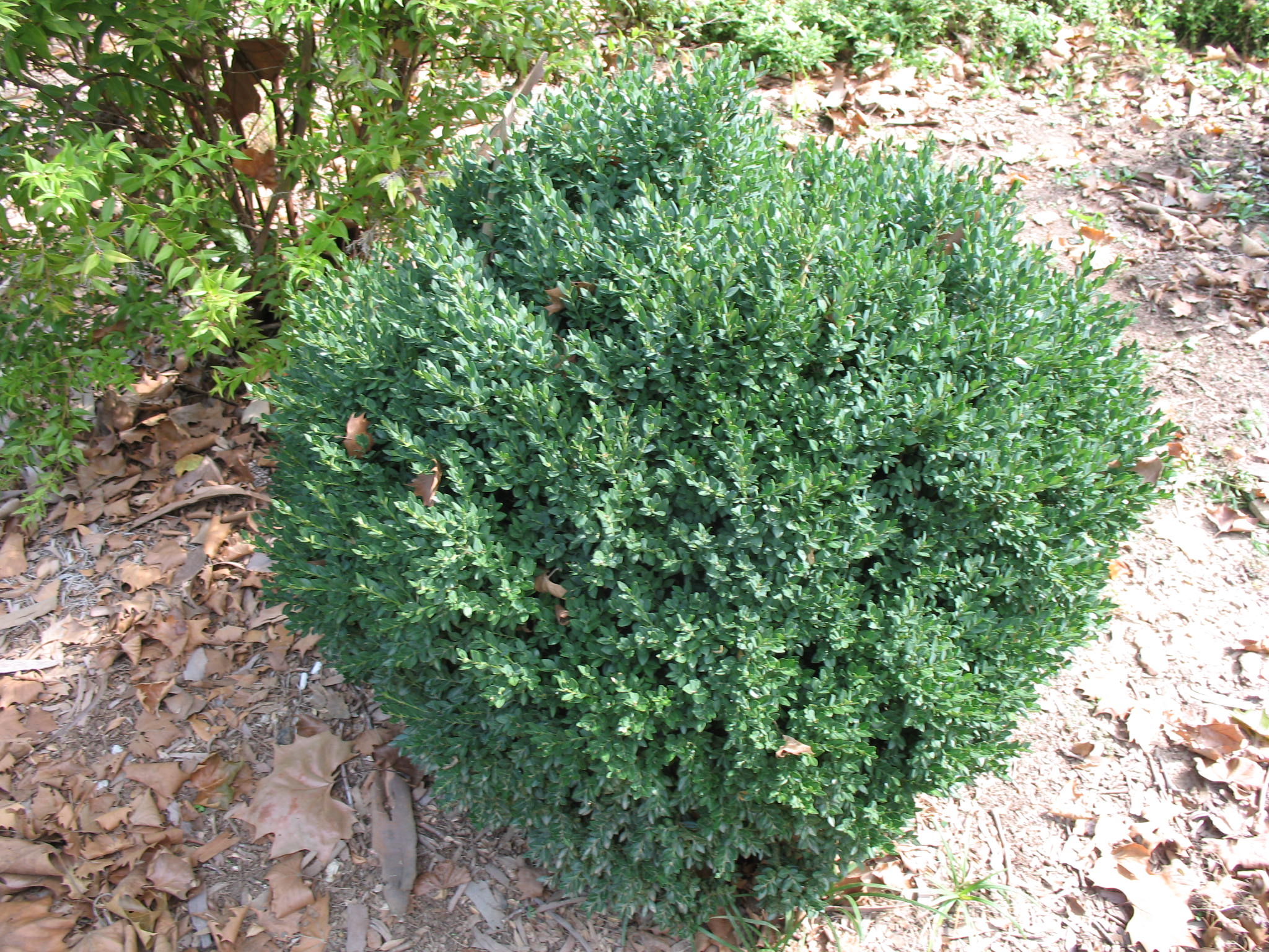 Online Plant Guide - Buxus Green Mound  Green Mound Boxwood